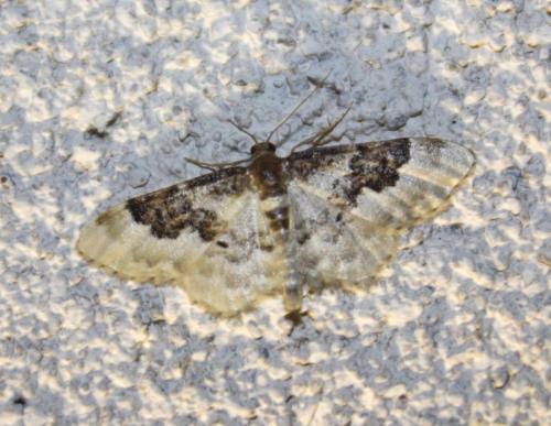 Réf. 239 951 : Idaea rusticata
